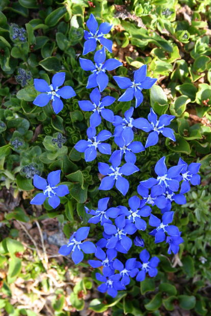 Flora Alpina delle Alpi Occidentali